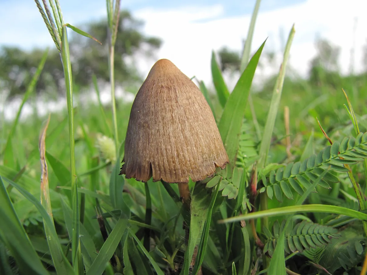 Getting started with microdosing: an honest starter guide
