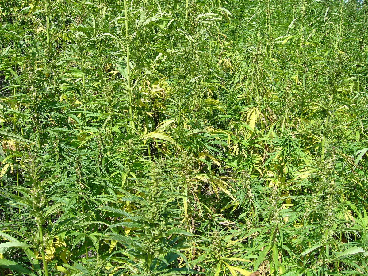 Buying CBD oil: how to choose a good one