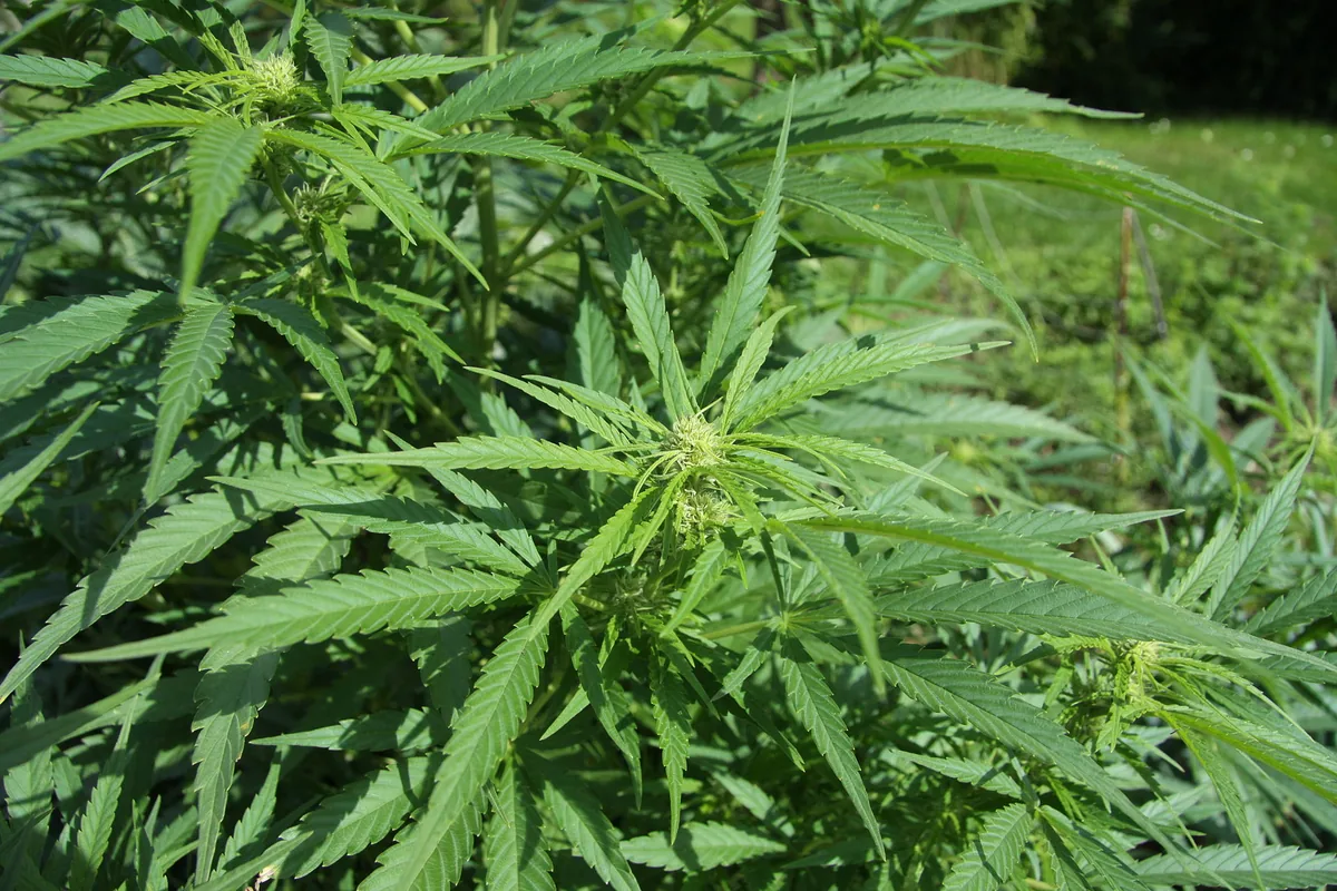 CBD versus CBG: wat is het verschil?