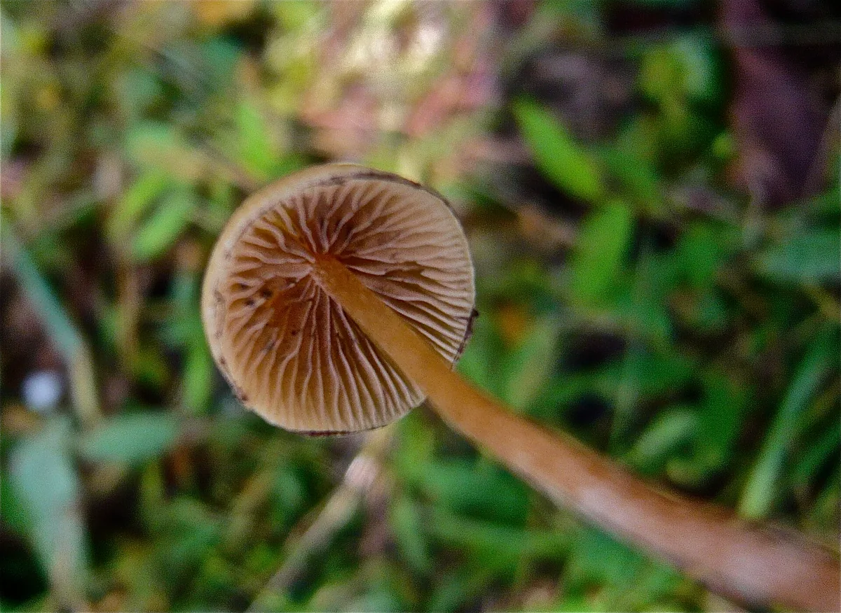 Hallucinogenic mushrooms, psilocybin species explained