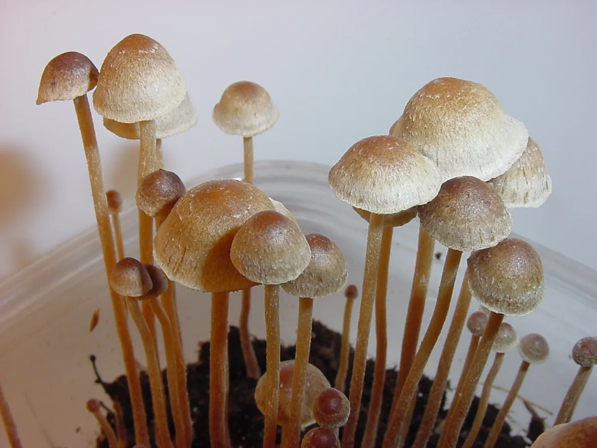 Exploring psychedelic mushrooms legally in the Netherlands