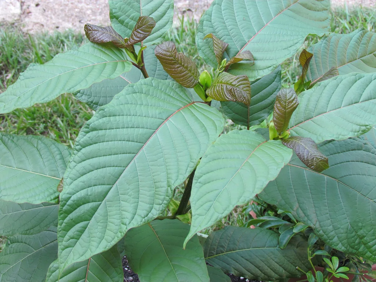 Kratom en afhankelijkheid: eerlijk over de risico's van regelmatig gebruik