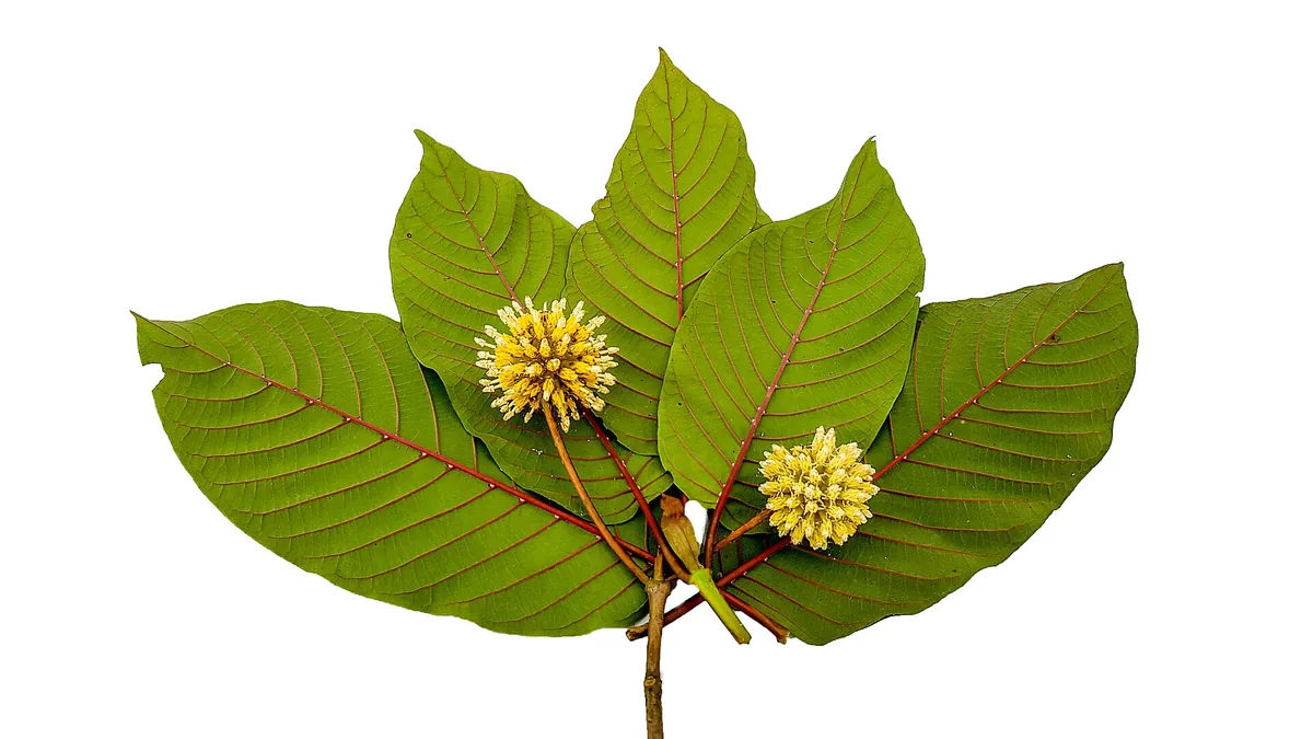 Buying kratom: what to look for