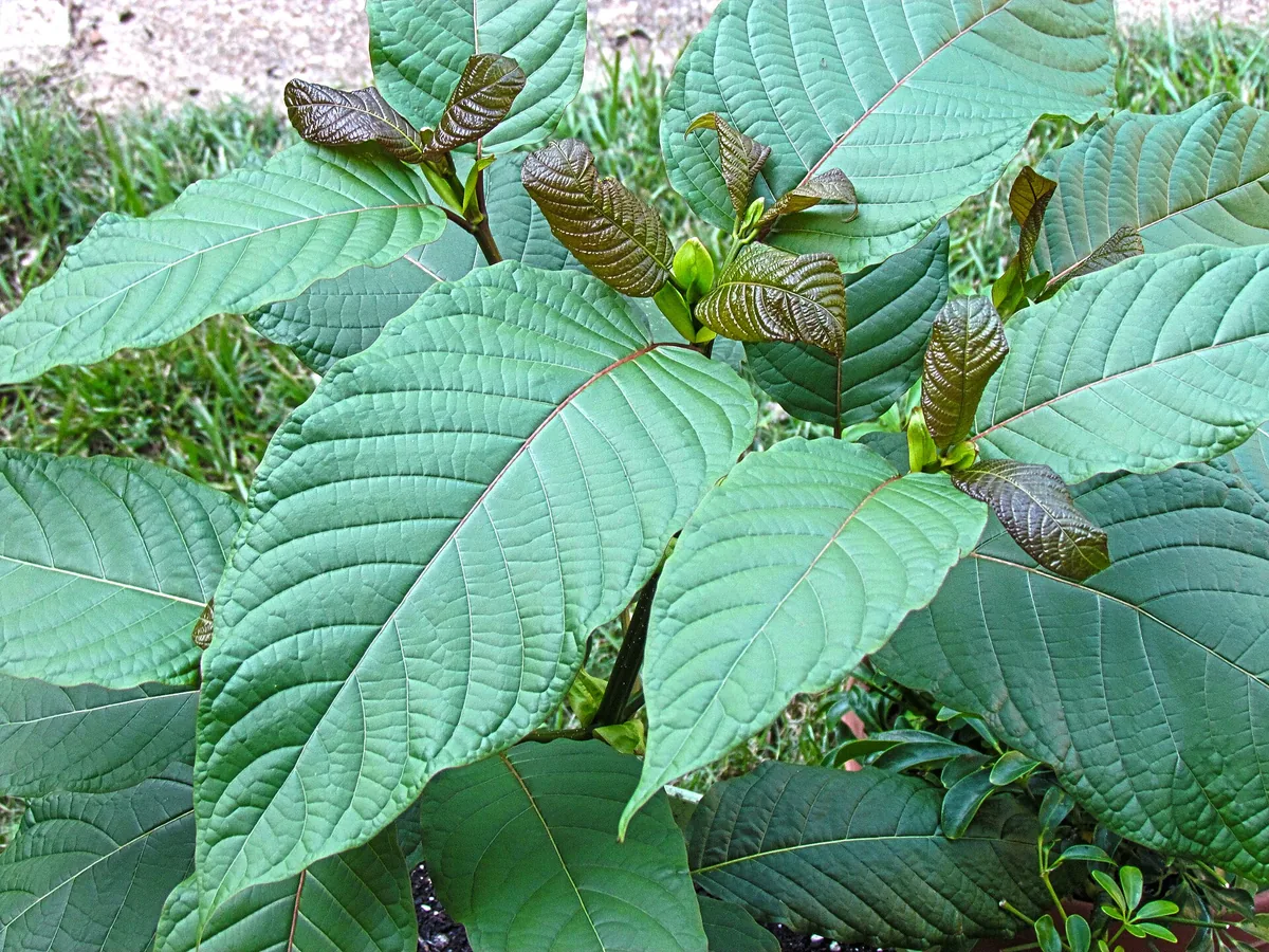 Red, green or white kratom? The difference between the strains explained