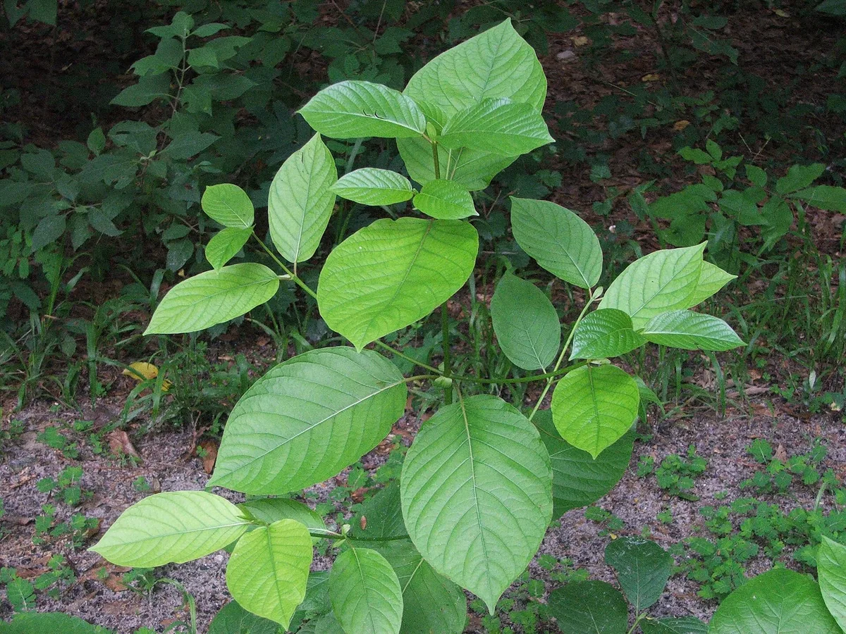 Learning to use kratom safely: a guide to responsible use
