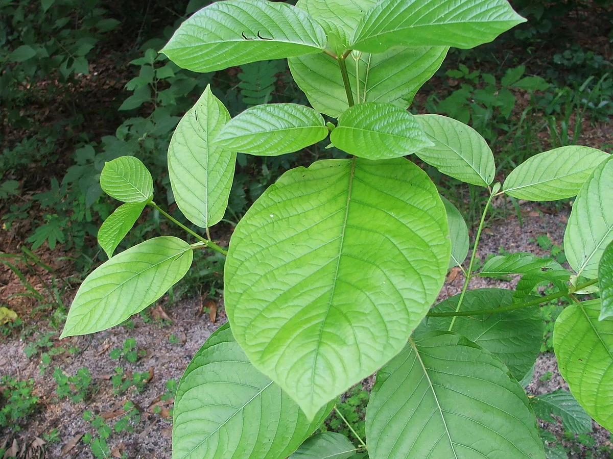Kratombladeren (Mitragyna speciosa)