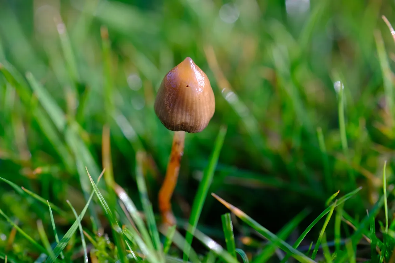 Magic truffels naast een verboden paddenstoel, het verschil uitgelegd
