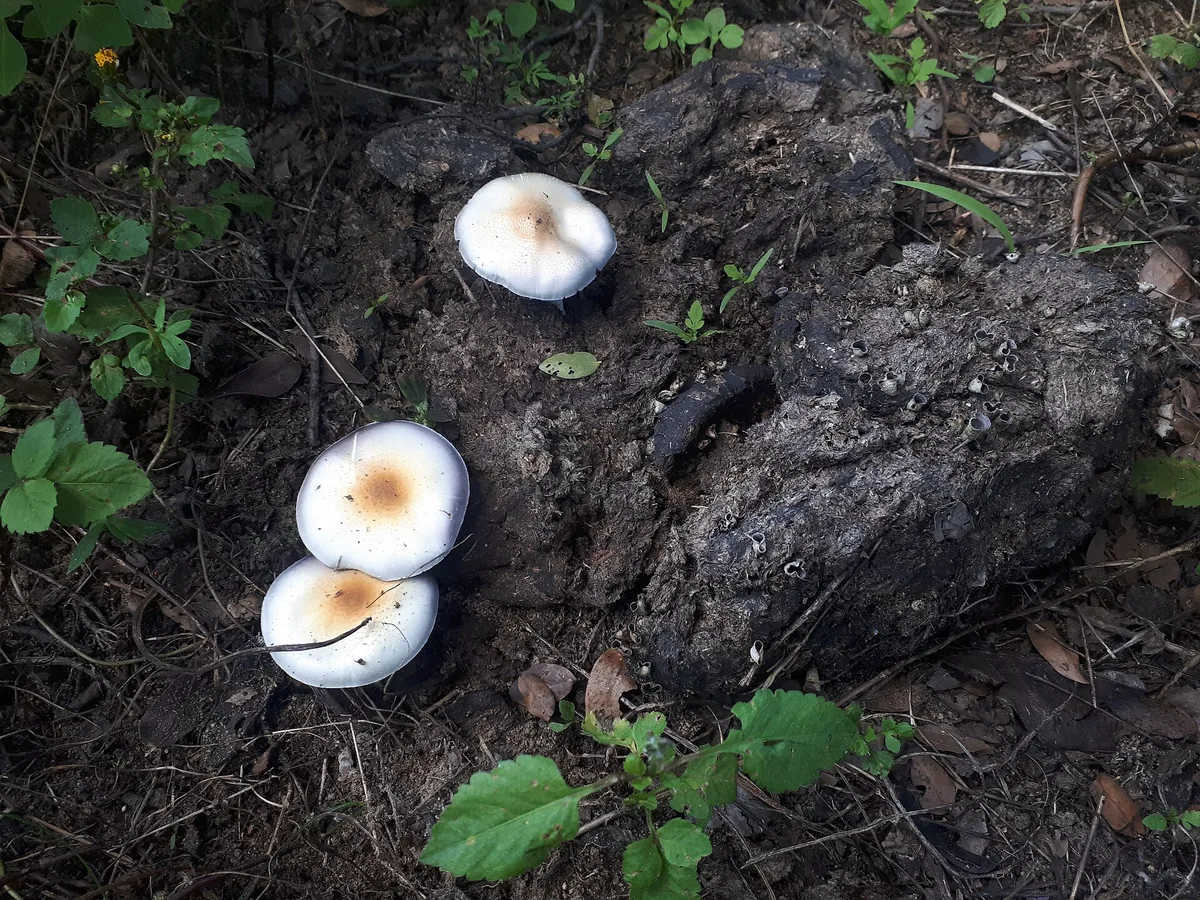 Why we sell magic truffles but not DMT