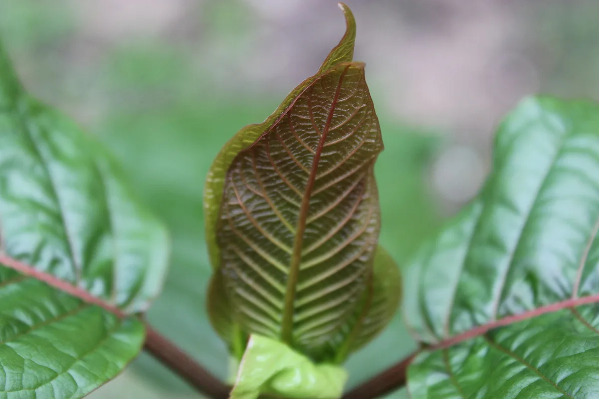 What is kratom? An honest introduction for beginners