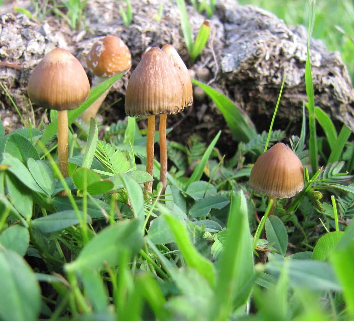 What is microdosing? An honest introduction