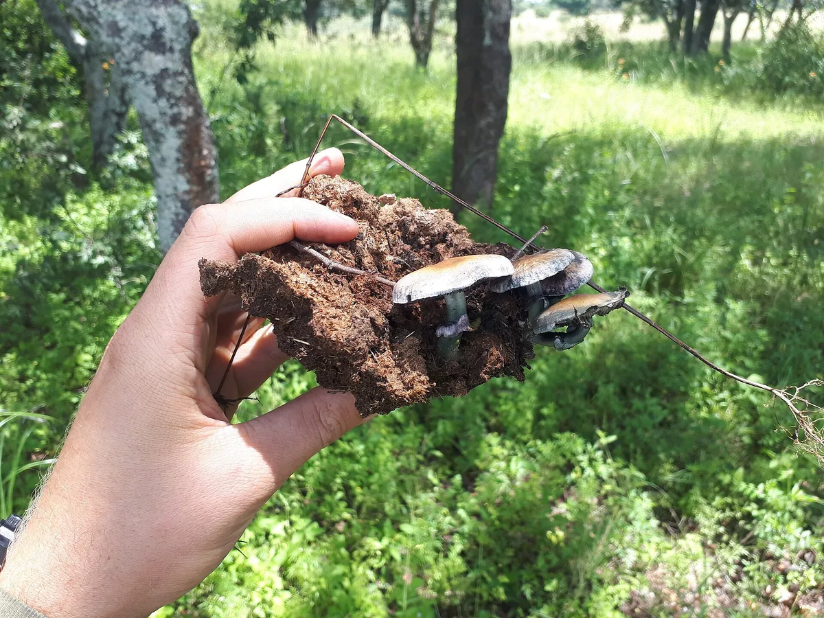 Which magic truffles suit you? From mild for beginners to powerful